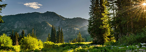 成熟的团队协作模式
确保重大、复杂项目能得到多维度、专业化的支持